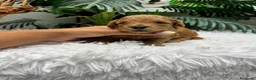 Caniche Enano perros en venta: CANICHE ENANO - Anuncio 15