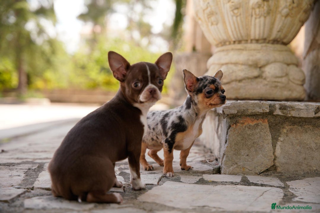 Chihuahua perros en venta: canadá chihuahua - Imagen 2