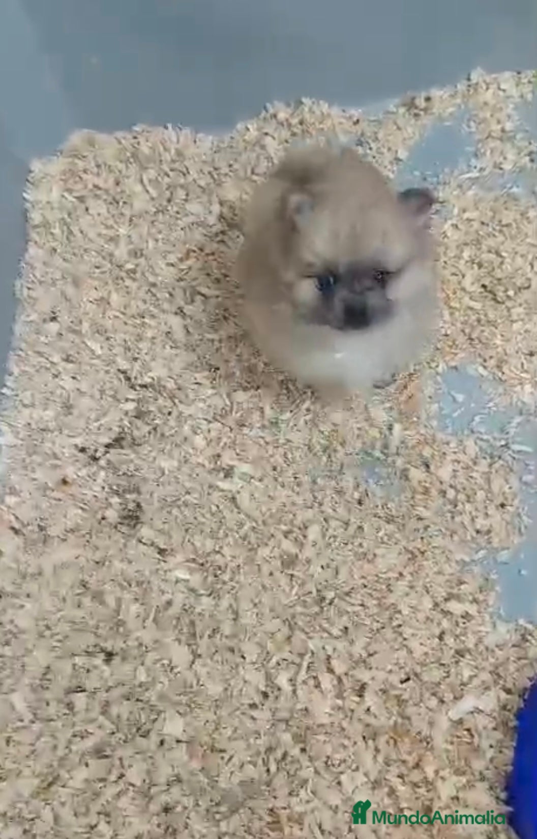 Pomerania perros BEBÉS POMERANIA MARRONES - Anuncio 9