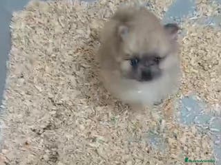 Pomerania perros BEBÉS POMERANIA MARRONES - Anuncio 33