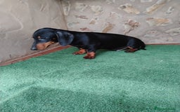 Teckel perros en venta: Cachorro macho teckel negro fuego  - Imagen 2