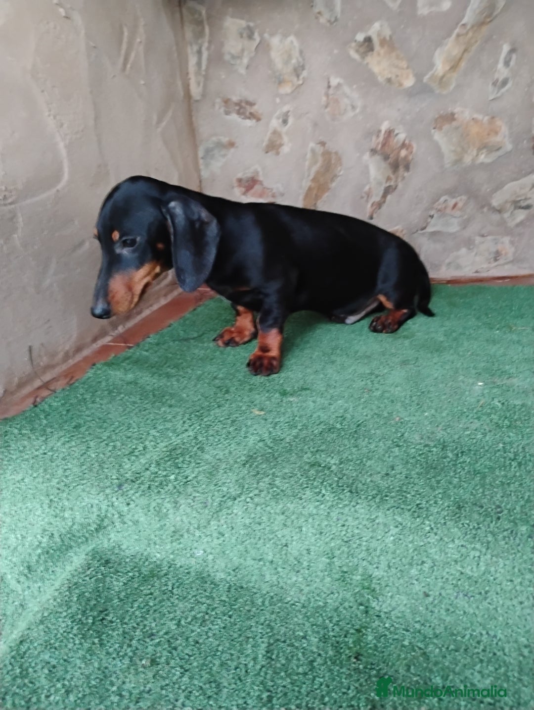 Teckel perros en venta: Cachorro macho teckel negro fuego  - Imagen 2
