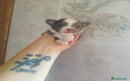 Chihuahua perros en venta: CHIHUAHUA TOY MACHO  - Imagen 2