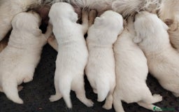 Golden Retriever perros en venta: Golden retriever  en Madrid - Imagen 3