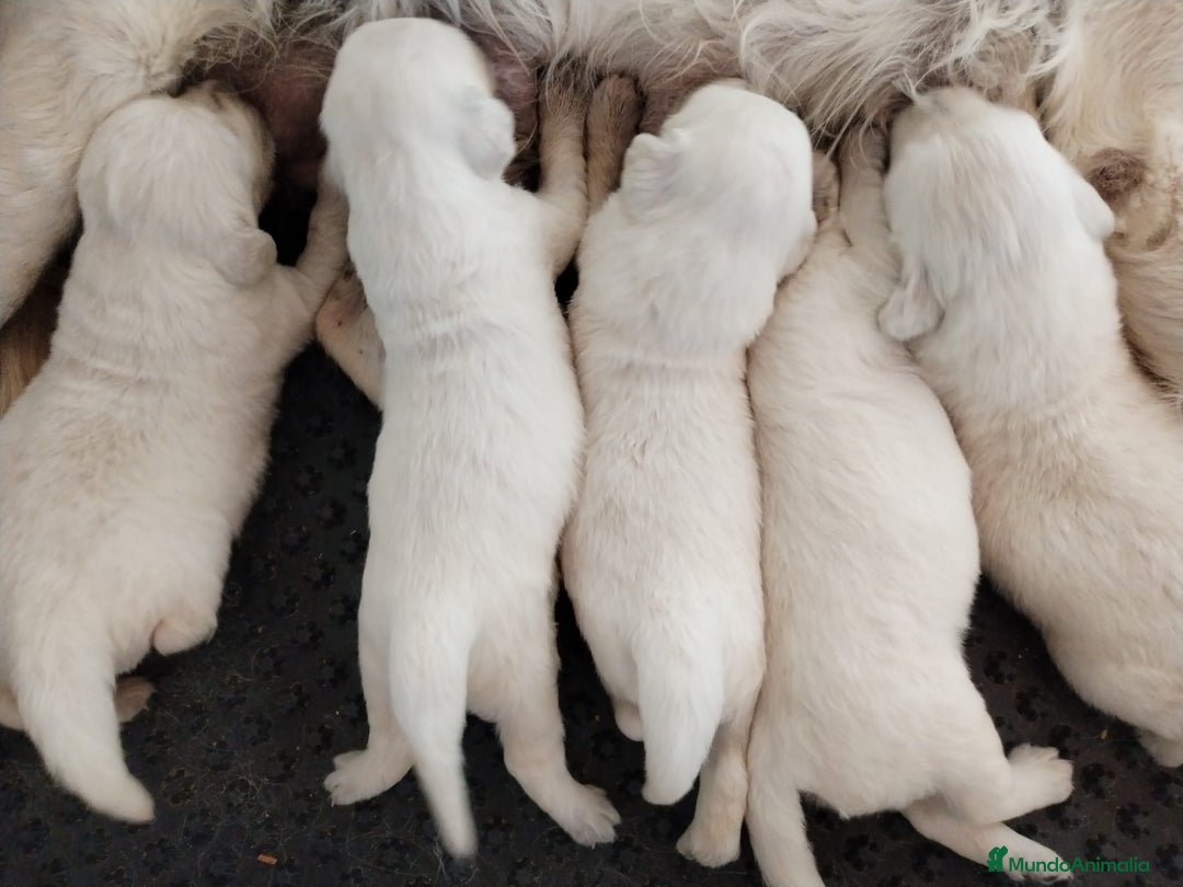 Golden Retriever perros en venta: Golden retriever  en Madrid - Imagen 3