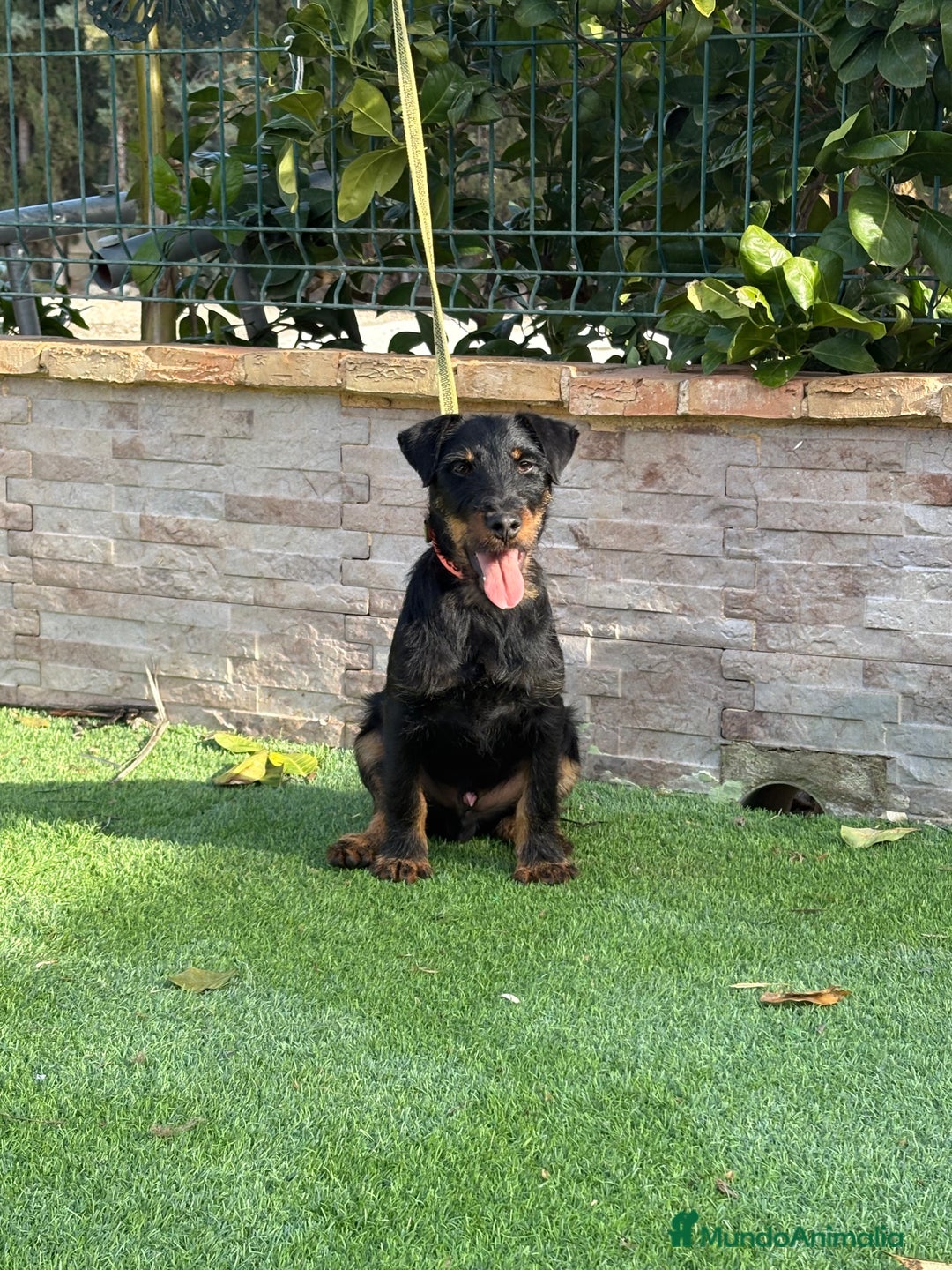 Terrier Alemán de Caza perros en venta: Cachorro Jagd terrier 5 meses  - Anuncio 2