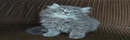 Británico de Pelo Largo gatos en venta: Gatcot.com - Anuncio 1