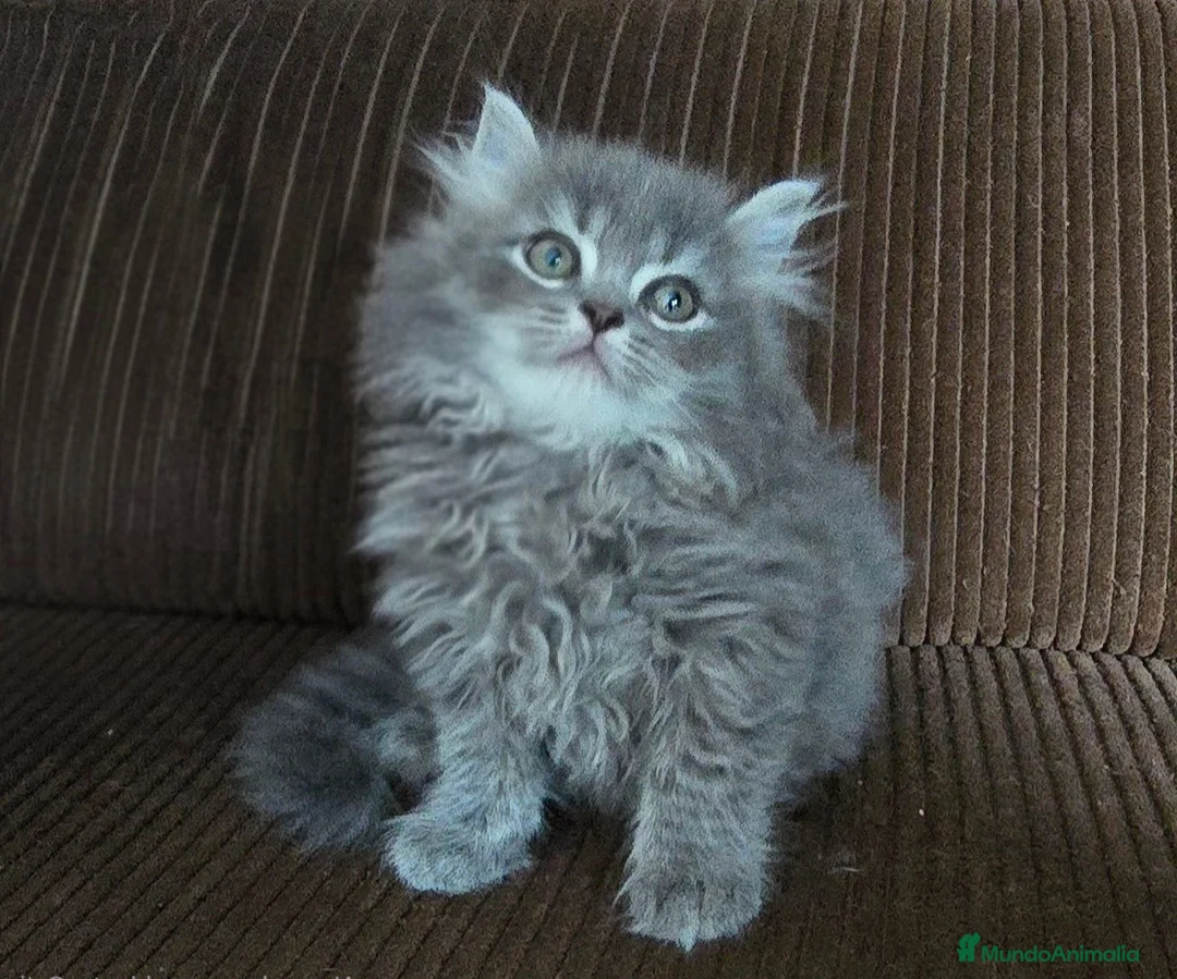 Británico de Pelo Largo gatos en venta: Gatcot.com - Anuncio 1