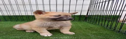 Shiba Inu perros en venta: SHIBA INU - Anuncio 1