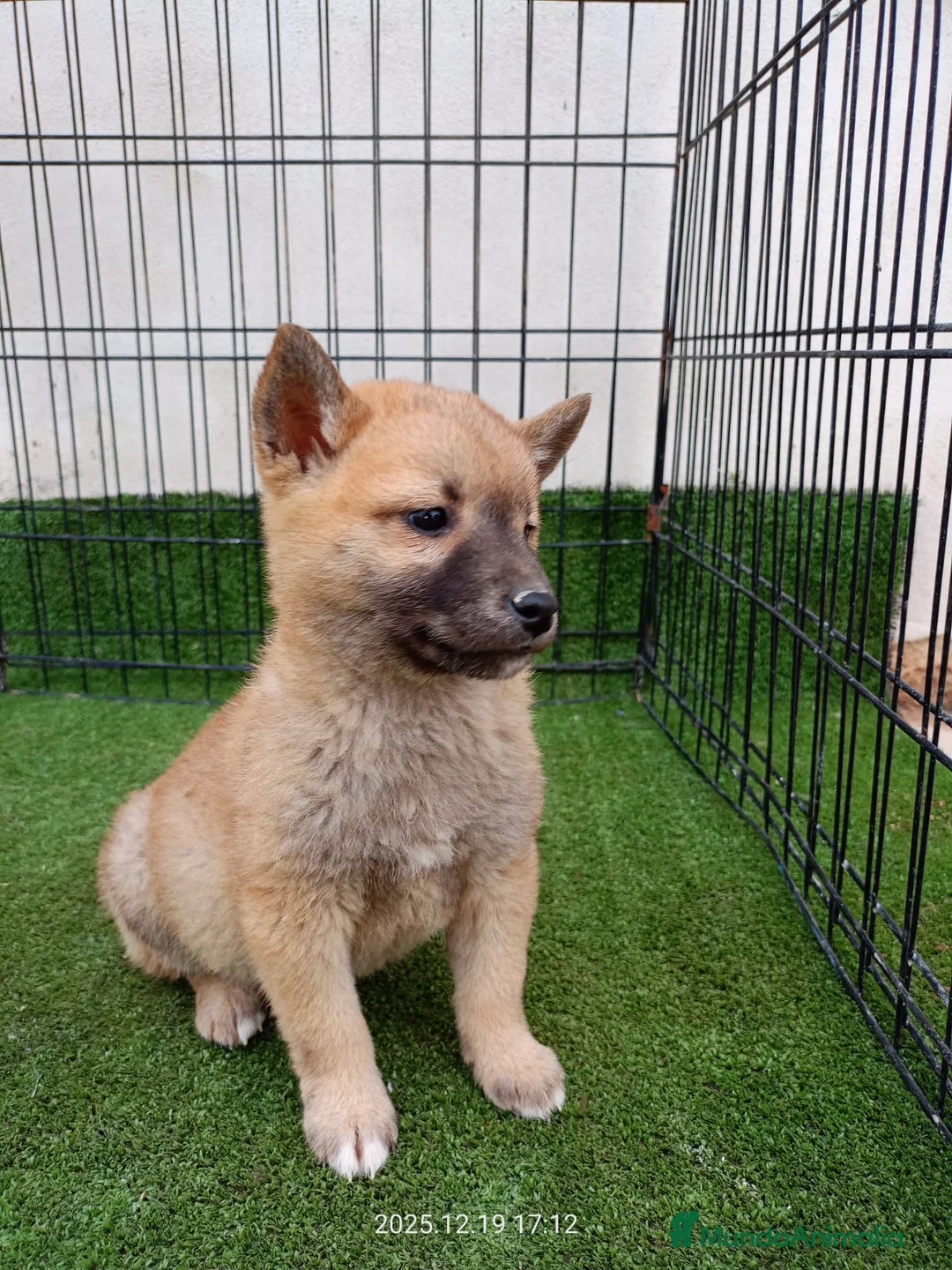 Shiba Inu perros en venta: SHIBA INU - Anuncio 1