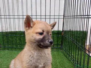 Shiba Inu perros SHIBA INU - Anuncio 1