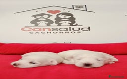 Bichón Maltés perros en venta: Bichon maltes - Imagen 2