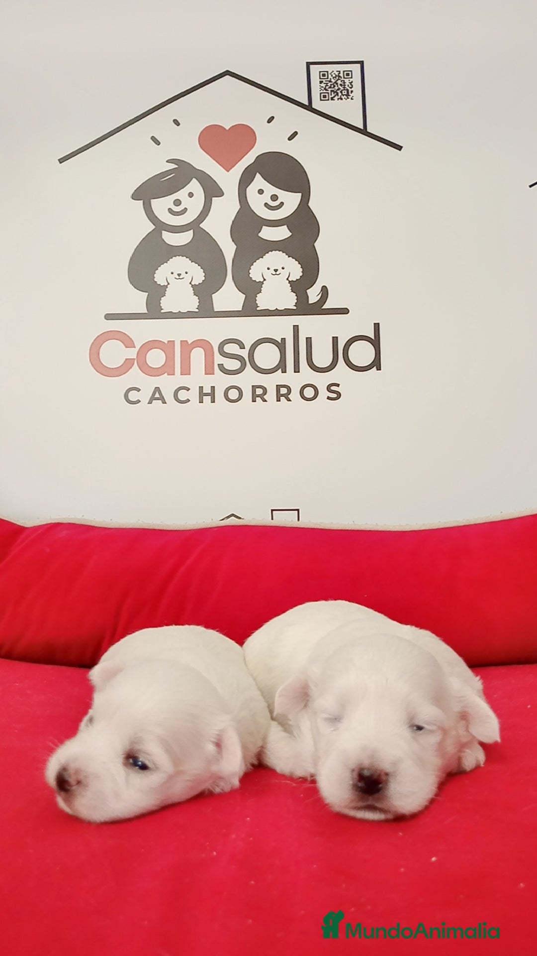 Bichón Maltés perros en venta: Bichon maltes - Imagen 2