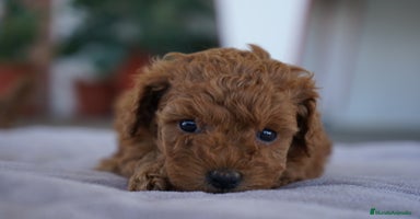 Caniche Toy perros - Anuncio 16