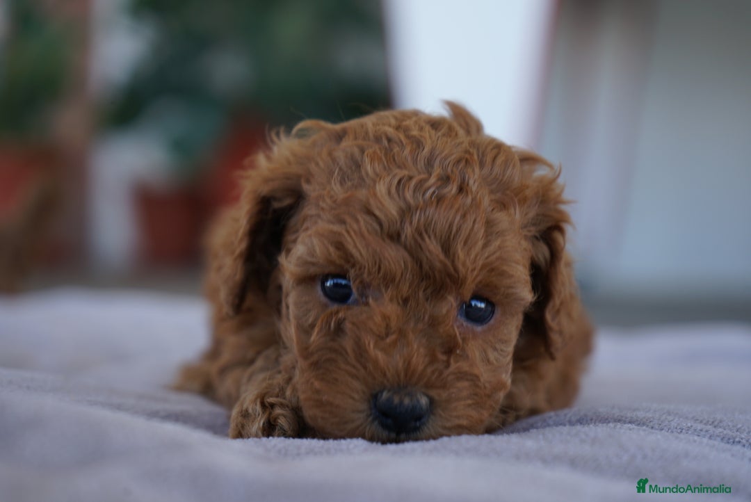 Caniche Toy perros en venta: 🐾 Atom – Caniche Toy rojo ❤️ - Imagen 2