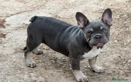 Bulldog Francés perros en venta: Preciosos Bulldog francés  - Imagen 26