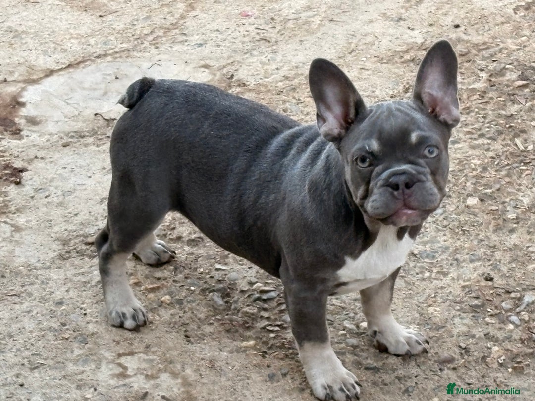 Bulldog Francés perros en venta: Preciosos Bulldog francés  - Imagen 26