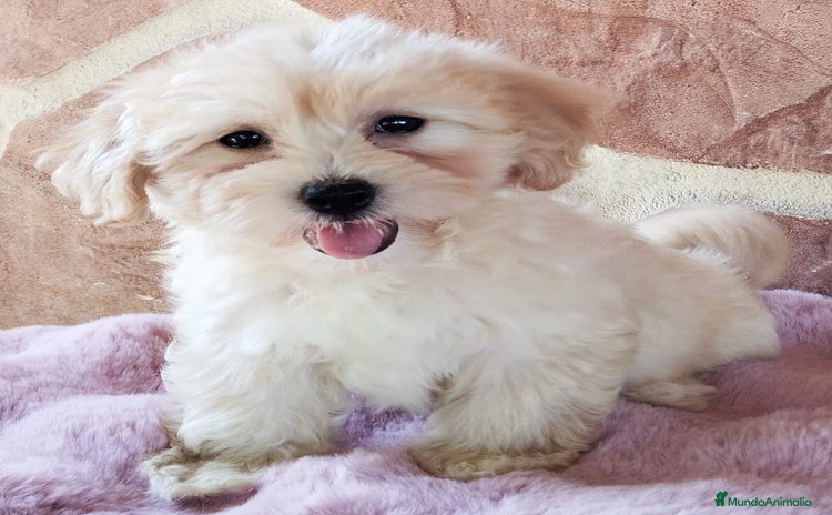Maltipoo perros - Anuncio 1