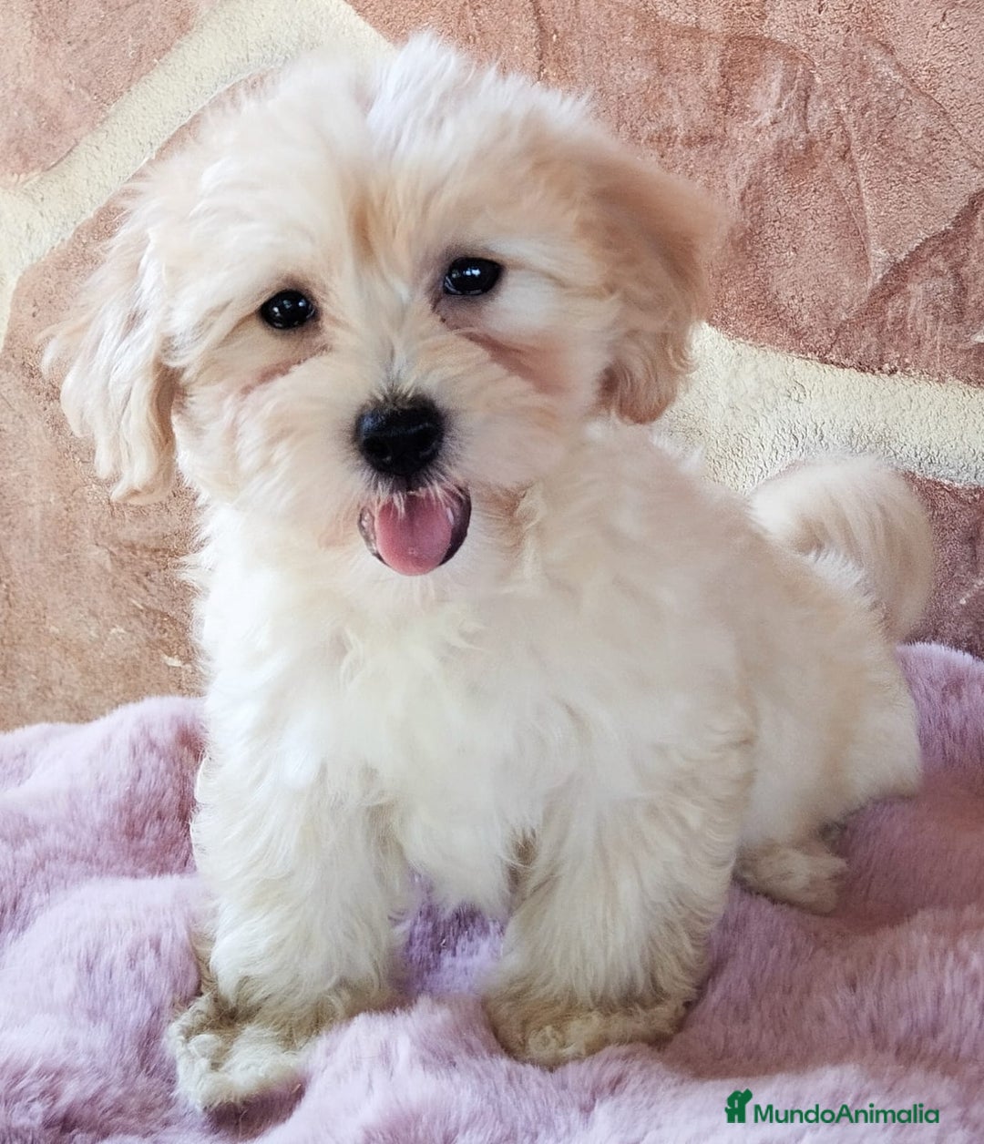 Maltipoo perros en venta: MALTIPOO  - Imagen 1