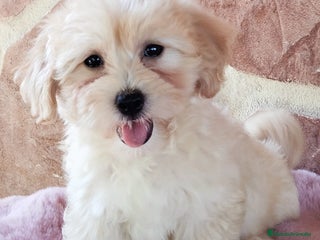 Maltipoo perros - Anuncio 6