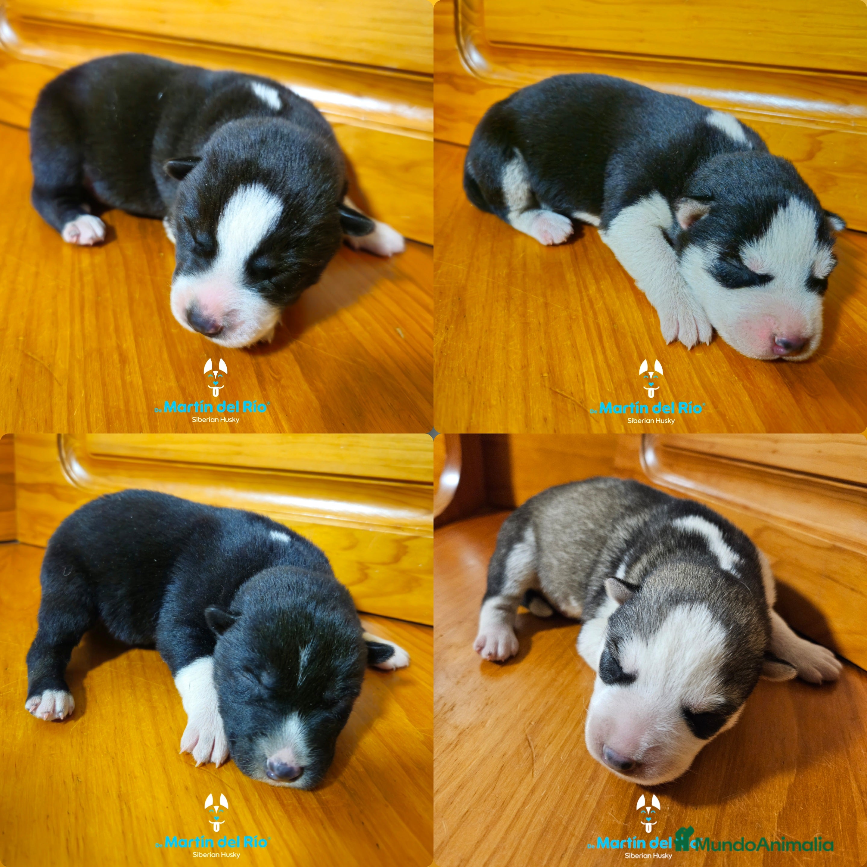 Husky Siberiano perros CACHORROS Siberian Husky Agouti. - Anuncio 3