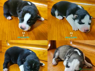 Husky Siberiano perros CACHORROS Siberian Husky Agouti. - Anuncio 3