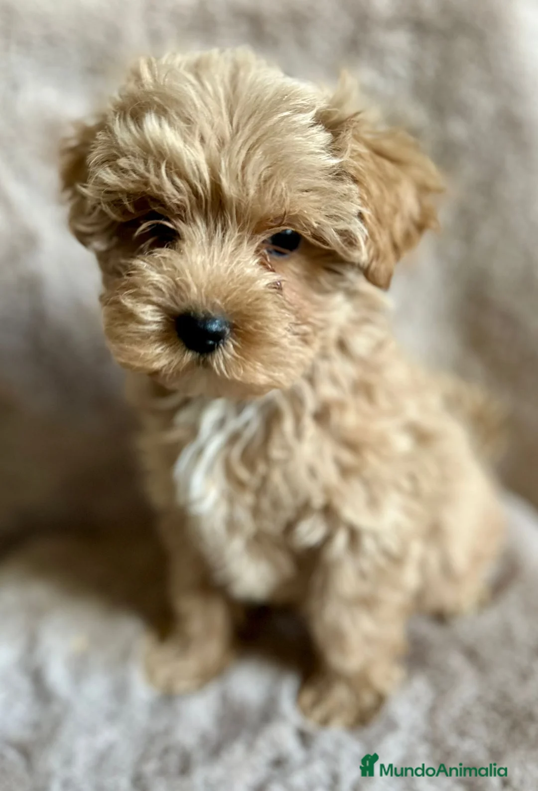 Maltipoo perros en venta: MALTIPOO APRICOT MACHO - Anuncio 4