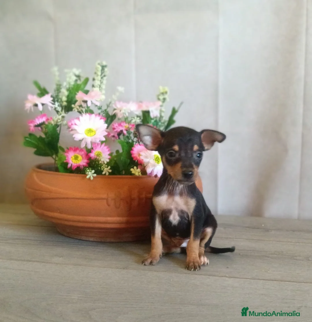 Pinscher Miniatura perros en venta: Pinscher Miniatura Cachorros  - Anuncio 6