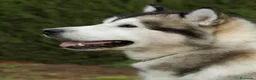 Alaskan Malamute perros en venta: Alaskan Malamute - Anuncio 8
