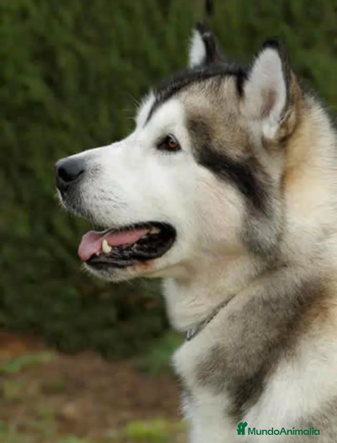 Alaskan Malamute perros en venta: Alaskan Malamute - Anuncio 8
