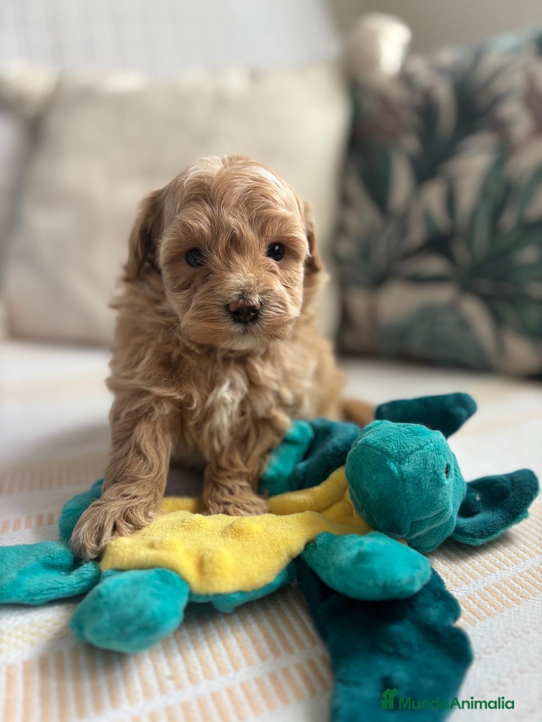 Maltipoo perros en venta: Maltipoo para reservar para Diciembre  - Imagen 8