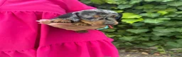 Teckel Miniatura perros en venta: teckel arlequin  - Anuncio 4