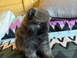 Pomerania perros - Anuncio 38