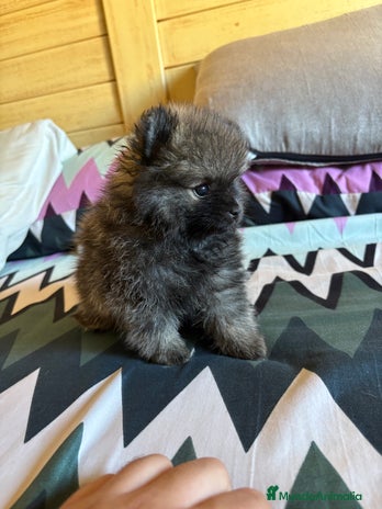 Pomerania perros - Anuncio 12