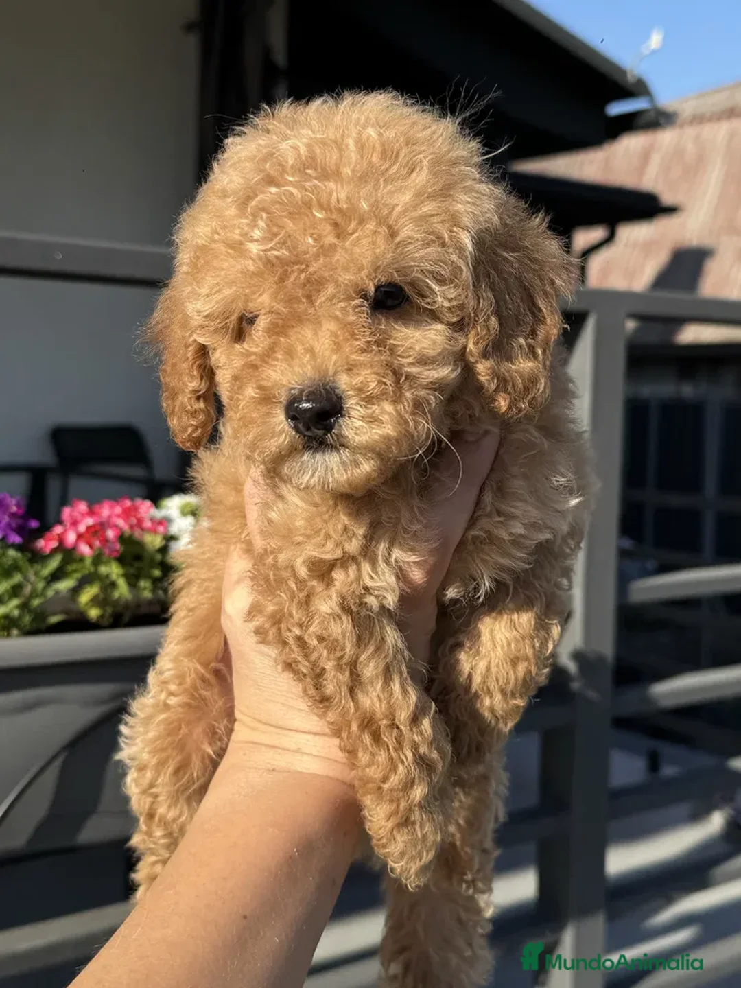 Caniche Toy perros en venta: caniche toy super pequeño  - Anuncio 2