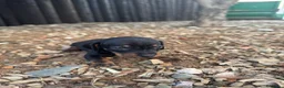 Teckel Miniatura perros en venta: Hembra Teckel  - Anuncio 3