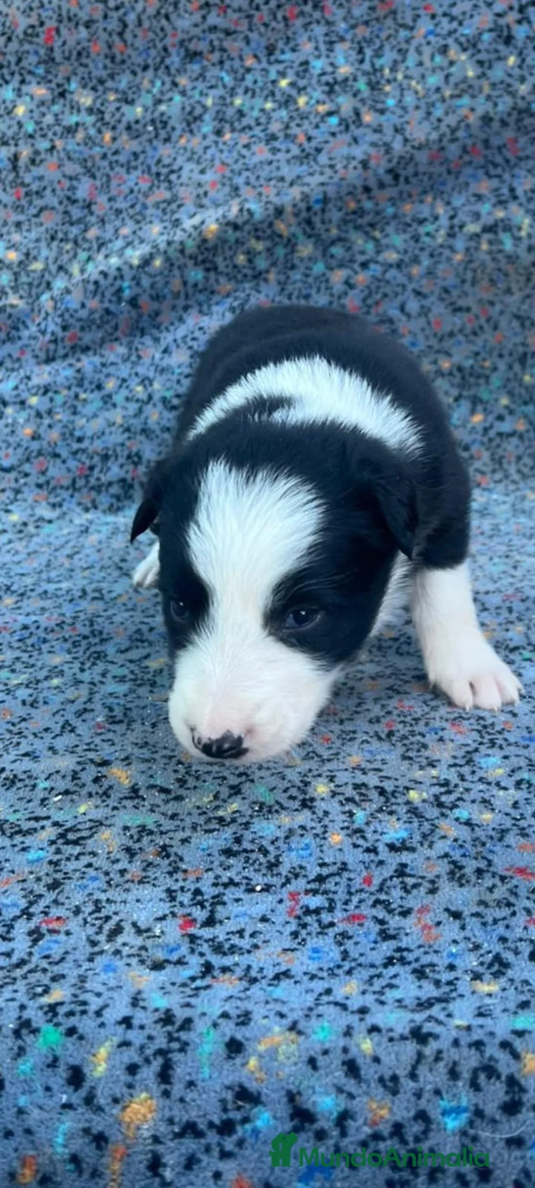 Border Collie perros en venta: Border collie  - Anuncio 8