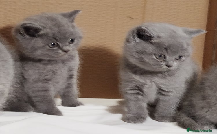 Británico de Pelo Corto Azul gatos British Shorthair  - Anuncio 1