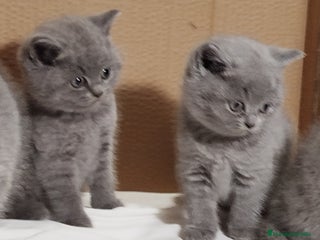 Británico de Pelo Corto Azul gatos British Shorthair - Anuncio 5