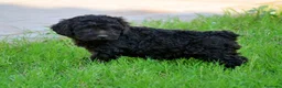 Perro de Agua Español perros en venta: CAMA DE PERRO DE AGUA ESPAÑOL  - Anuncio 6