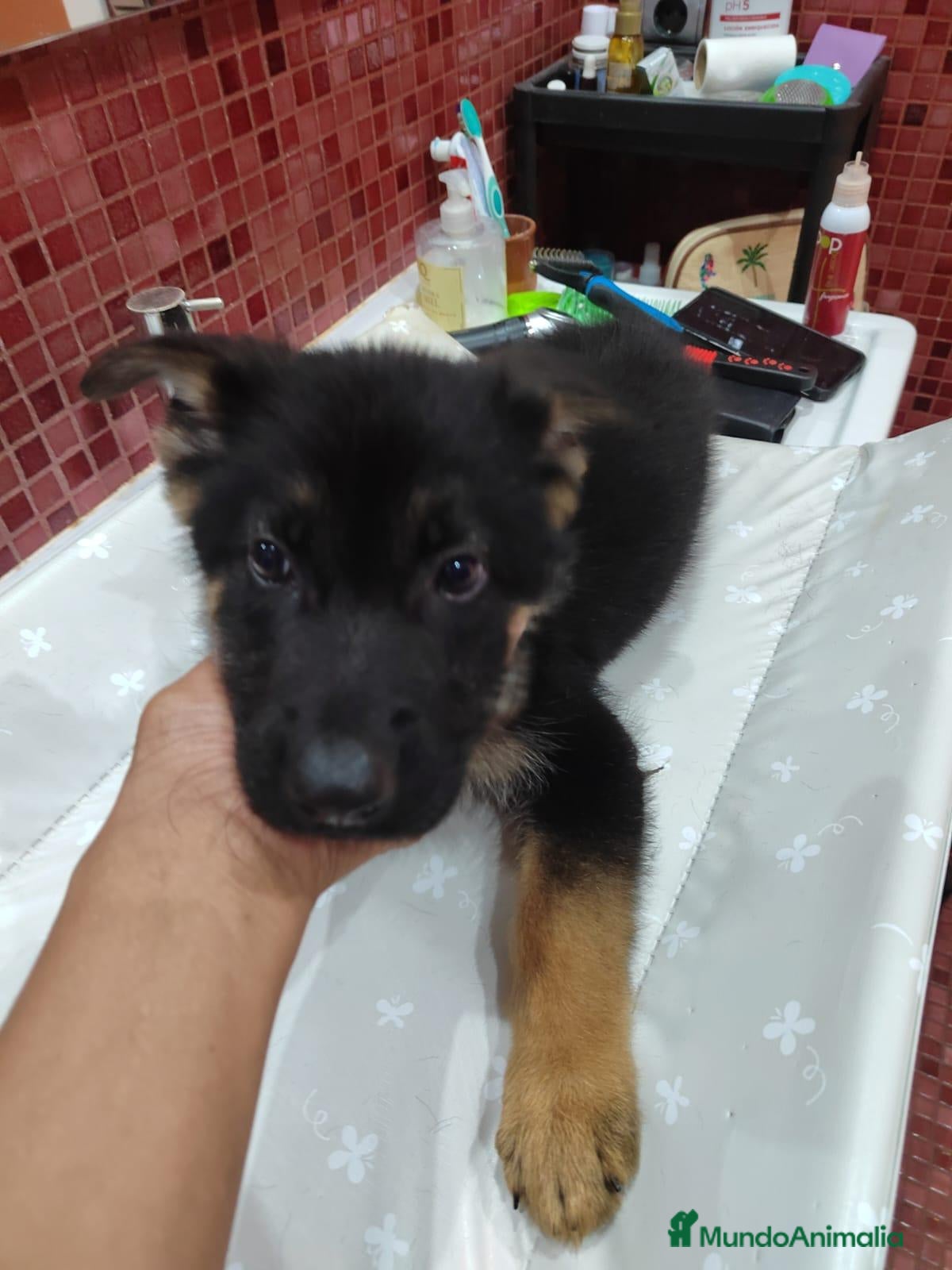 Pastor Alemán perros Camada de Pastor Alemán  - Anuncio 18