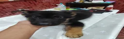 Pastor Alemán perros en venta: Camada de Pastor Alemán  - Anuncio 1