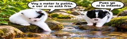Pomerania perros en venta: POMERANIAS, PRECIOSAS HEMBRITAS TOY - Anuncio 1