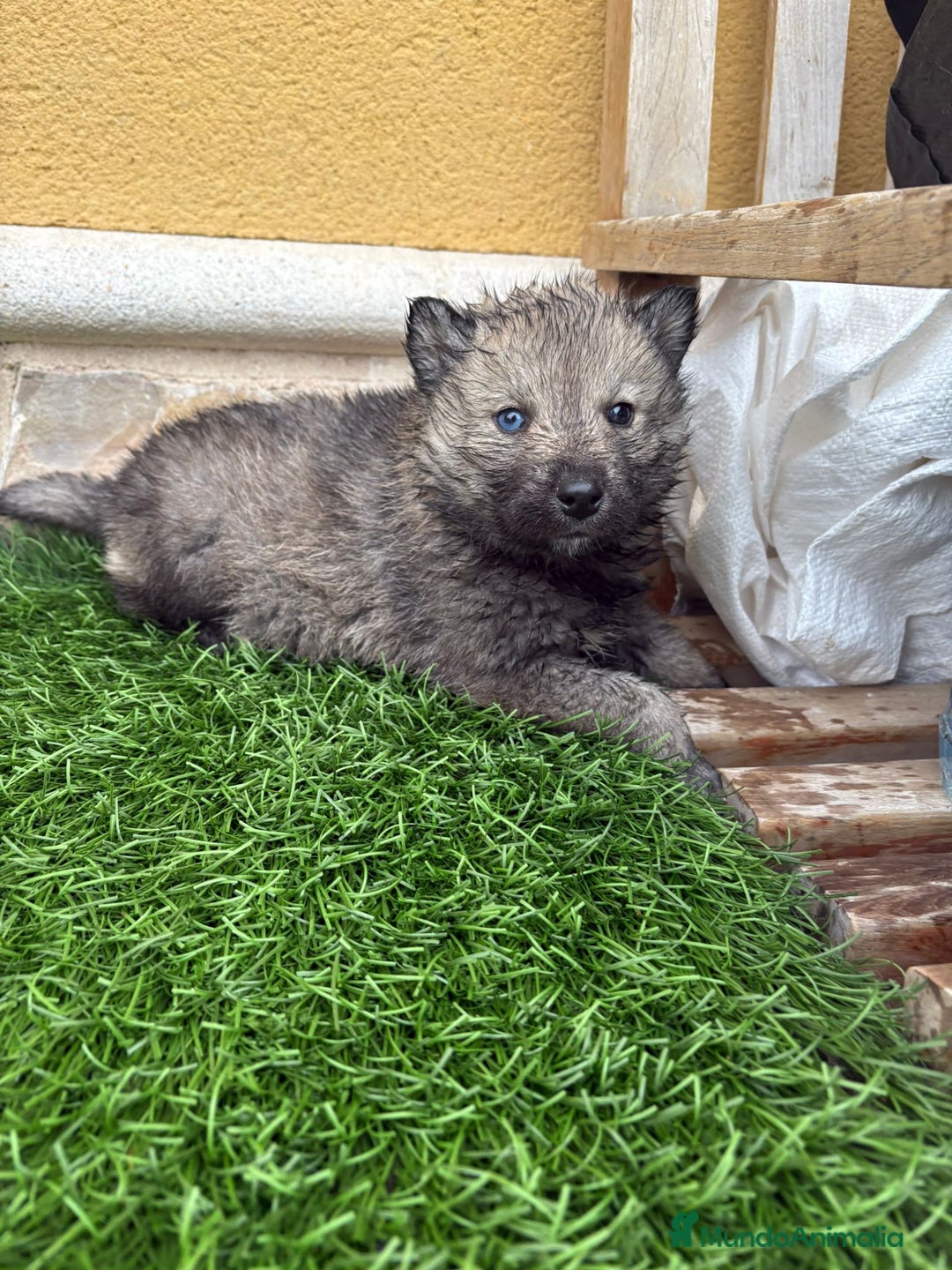 Husky Siberiano perros en venta: Husky siberiano macho agouti - Anuncio 11