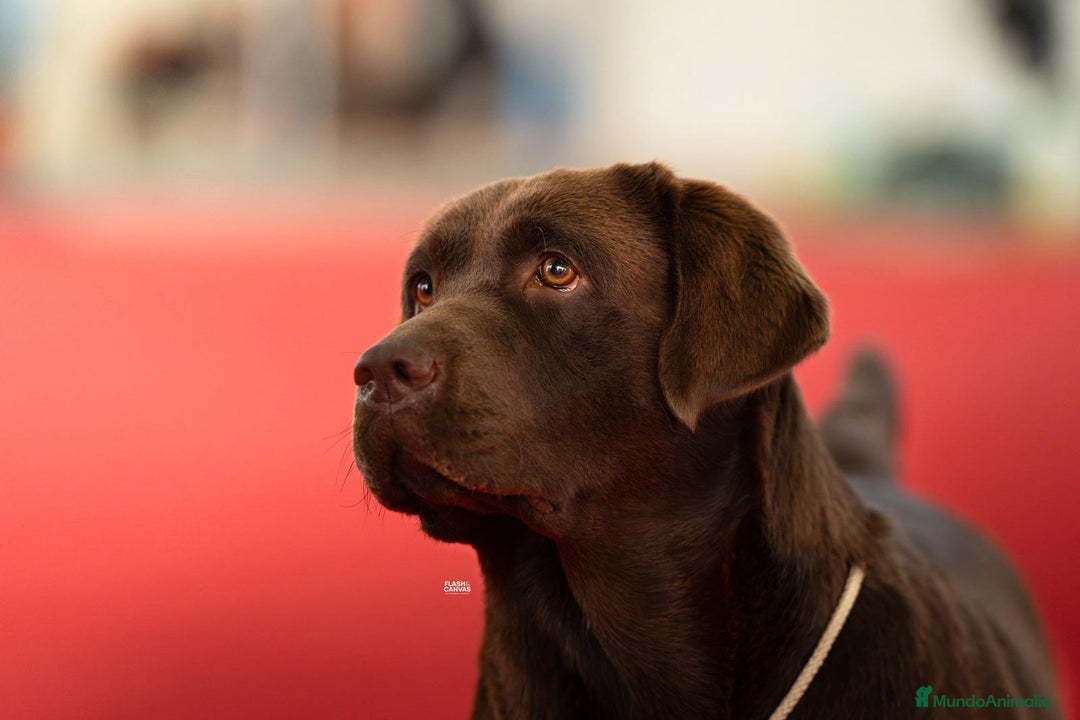 Labrador Retriever perros en venta: Cachorros Labrador Retriever negros - Anuncio 1