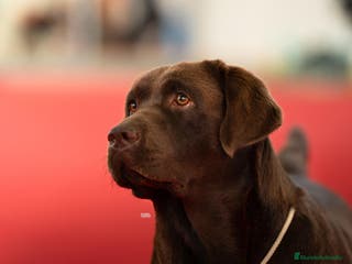 Labrador Retriever perros Cachorros Labrador Retriever negros - Anuncio 1