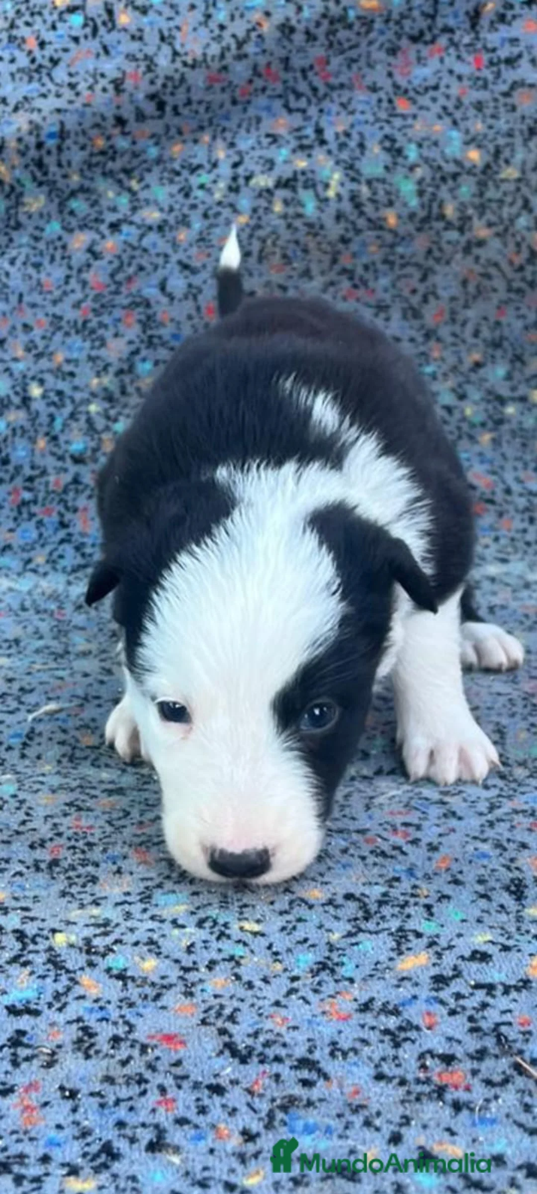 Border Collie perros en venta: Border collie  - Anuncio 5