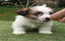 Jack Russell Terrier perros en venta: Cachorros de Jack Russell - Imagen 7