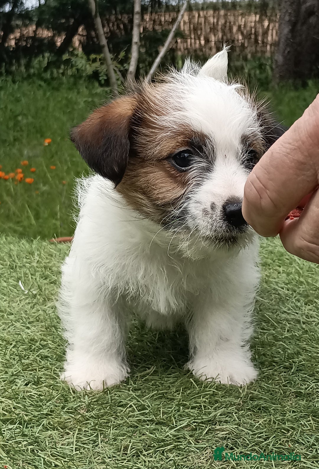 Jack Russell Terrier perros en venta: Cachorros de Jack Russell - Imagen 7