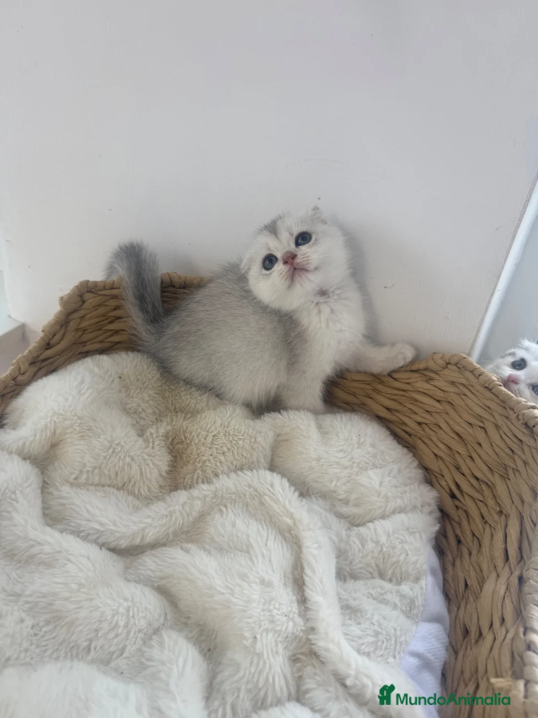 Scottish Fold gatos en venta: Scottish fold macho - Anuncio 5